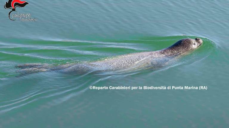 Ravenna, la foca monaca è già diventata una star: pioggia di appelli al Parco del Delta