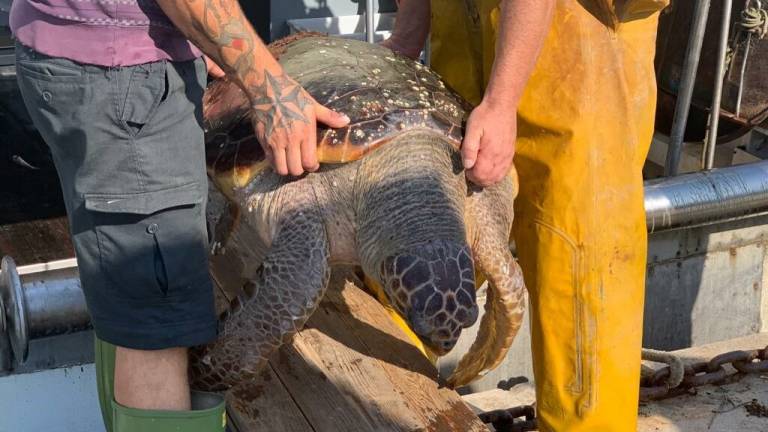 Peschereccio di Cesenatico recupera una grande tartaruga marina