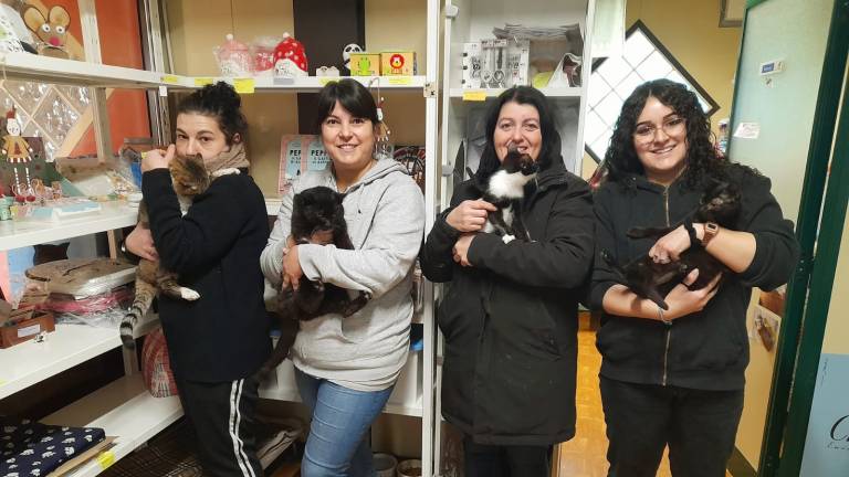 Lugo, all'Infermeria felina in aumento salvataggi e ricoveri ma anche più adozioni