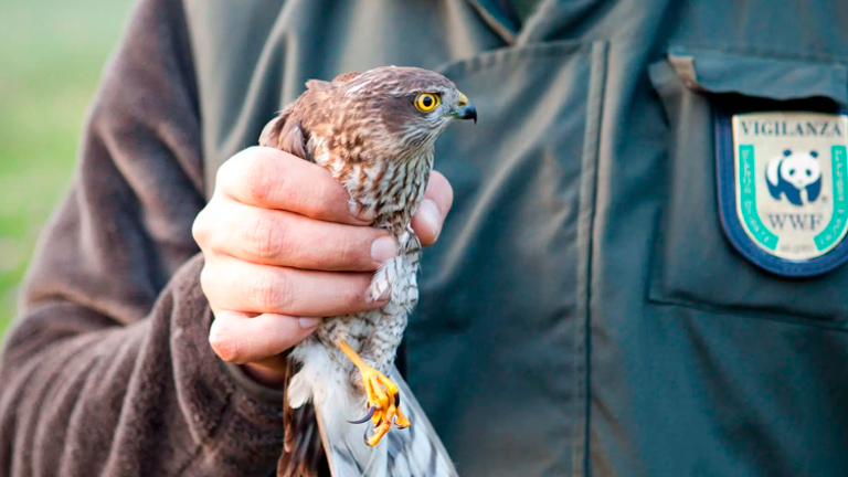 Faenza, la scomparsa di Giorgio Tramonti, storico coordinatore delle guardie volontarie del Wwf