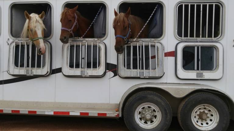 Forlì, trasportava cavalli senza foraggio né acqua: multa di 5mila euro