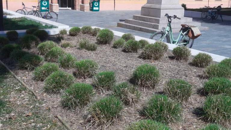 Le aiuole davanti alla biblioteca dopo la manutenzione