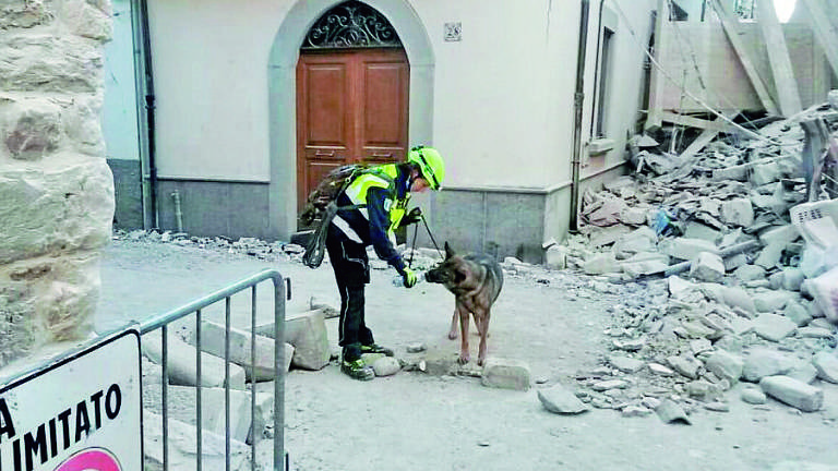Cesena, morta Oxy, la cagnolina impegnata nel terremoto di Amatrice
