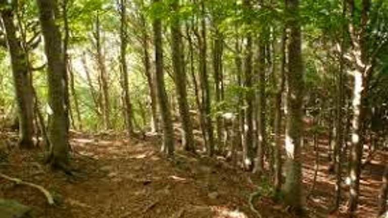 Ravenna, maltempo e alberi caduti: chiusa l’Oasi di Punte Alberete e alcuni percorsi della Pineta San Vitale