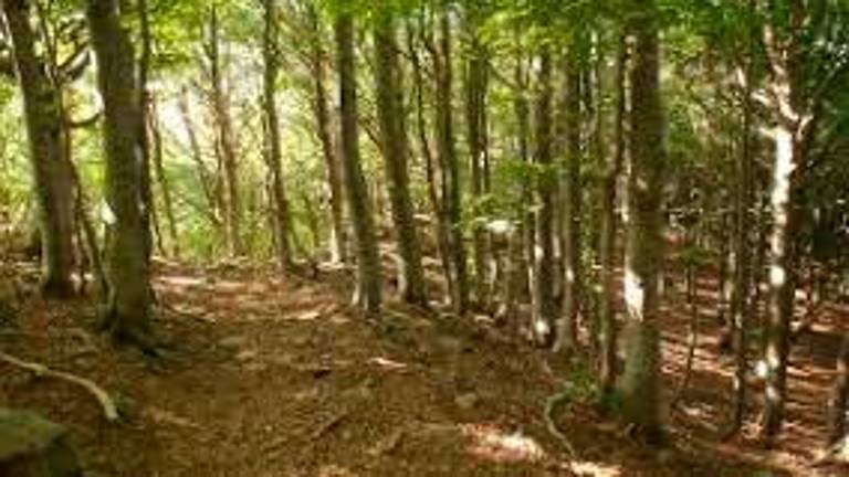 Ravenna, Punte Alberete e pineta San Vitale riaprono al pubblico