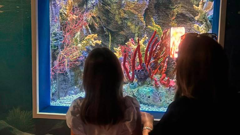 All’Acquario di Cattolica la vasca dei cavallucci marini raddoppia