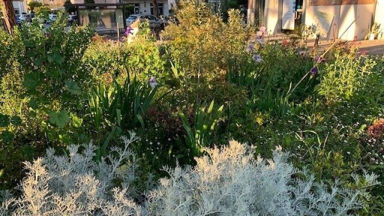 Furti di piante, l'appello del Civivo: Difendiamo gli spazi verdi