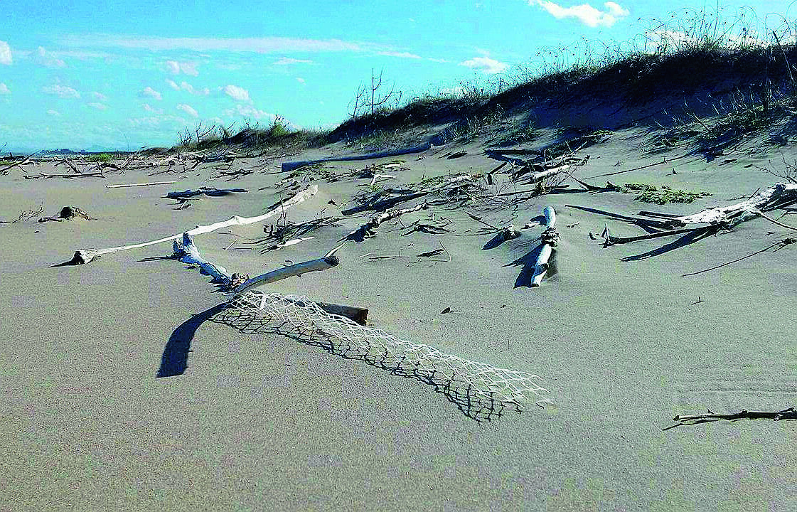 Coronavirus Ravenna, senza gente l'avifauna nidifica in spiaggia