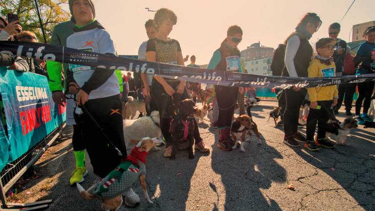 Ravenna. Dogs &amp; Run, la “corsa a 6 zampe”. FOTOGALLERY