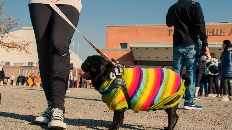 Ravenna. Dogs &amp; Run, la “corsa a 6 zampe”. FOTOGALLERY