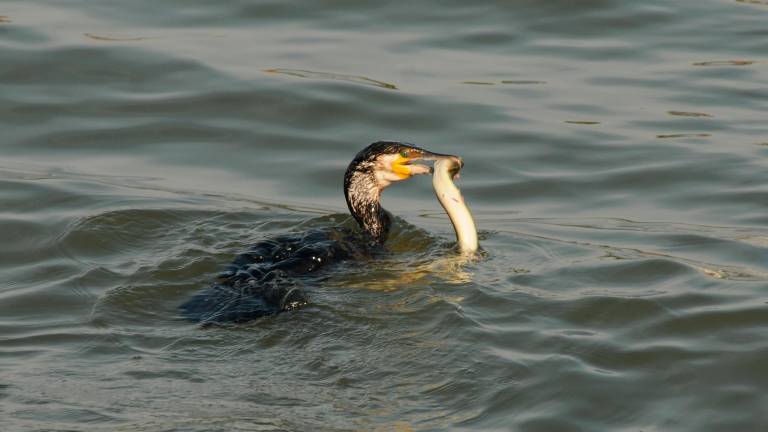 Un cormorano con la preda