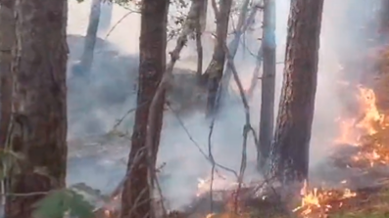 Emilia-Romagna, in estate 431 incendi di vegetazione