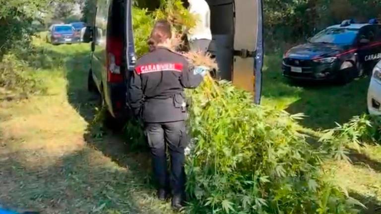 Ravenna, una piantagione di marijuana con 60 piante alte due metri costa l’arresto a zio e nipote