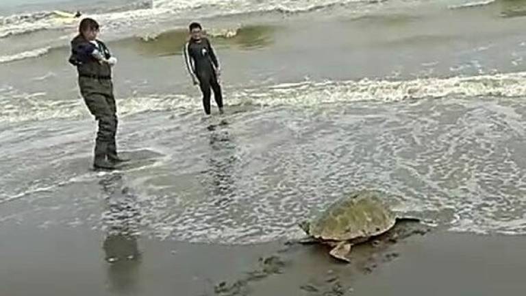 La tartaruga Furien salvata e liberata a Cesenatico - VIDEO