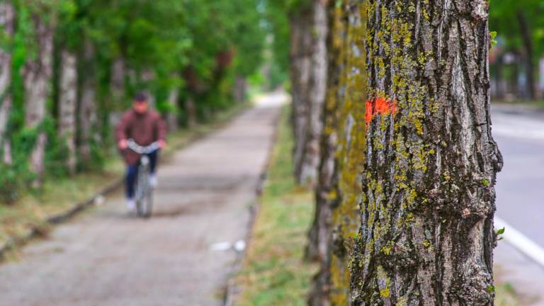 Ravenna, saranno abbattuti 18 pioppi nei viali Pertini e Saragat