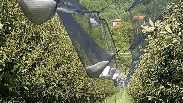 La grandine devasta frutteti e campi di cipolle