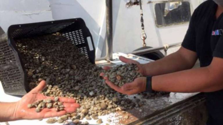 Cesenatico, crisi nera per le vongole: spunta stato di agitazione