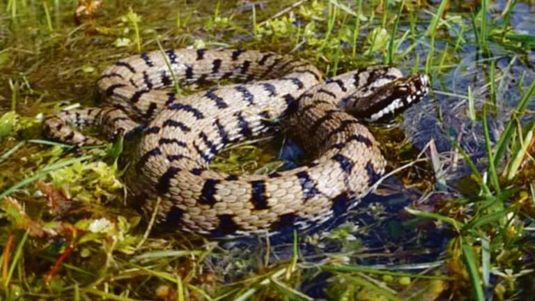 Novafeltria, morso da una vipera, muore dopo 10 giorni