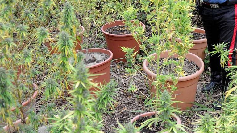 Imola, mini-piantagione di cannabis: denunciato