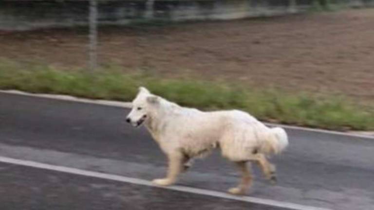 Rimini. Salvano cane in fuga e vanno a processo per ricettazione