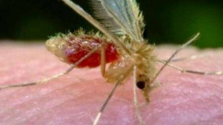 Toscana Virus: tornano casi e ricoveri a Cesena