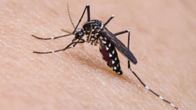 Longiano, veleni anti-zanzare attorno alle scuole: serve prudenza