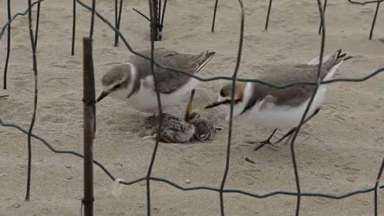 Rimini, allarme degli ornitologi: I fratini protetti massacrati dai cani
