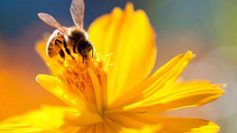 Giornata mondiale delle api, molte iniziative in città