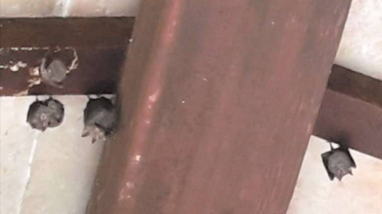 Una colonia di pipistrelli prende casa al santuario di Corzano