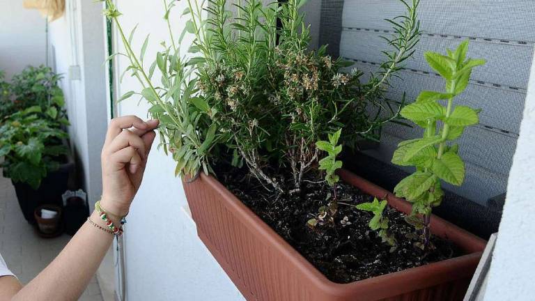 Come si fa l’orto dei semplici per avere le piante giuste in casa