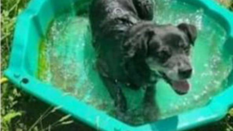 Rimini, i canili della provincia: Servono piscine per gli animali