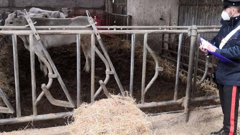 Allatta un vitellino, la mucca lo calpesta e lo manda all'ospedale