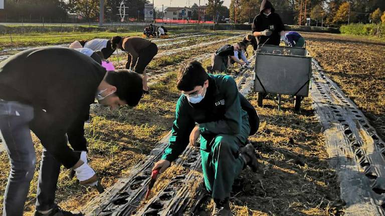 Cesena avrà il suo campo di tulipani aperto a tutti