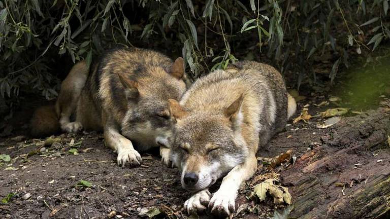 Maiolo, assalto dei lupi: uccise due pecore, allarme di Coldiretti