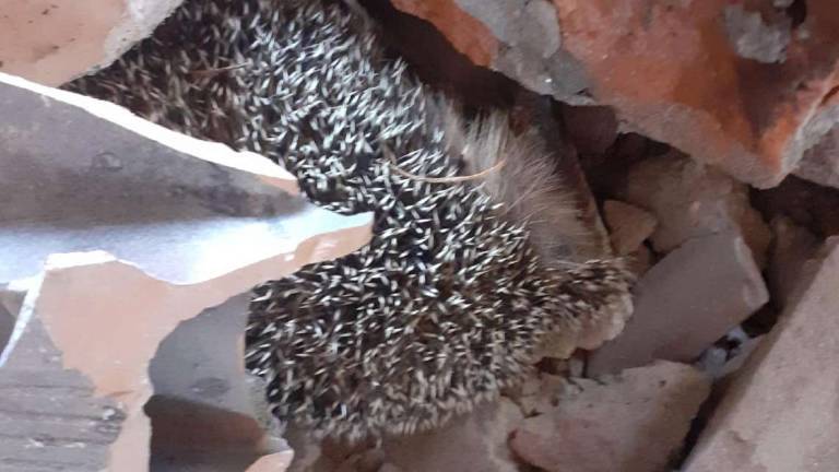 Faenza, al via i lavori alla Ghilana: riccio morto sotto le macerie VIDEO