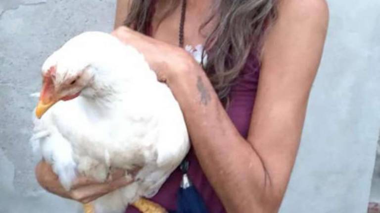 Brisighella, ecco Lunedì: la gallina salvata dal macello ora è trattata come un cagnolino di casa