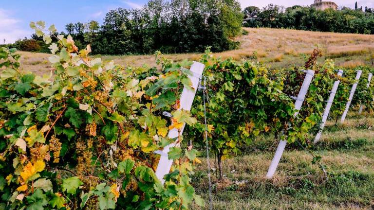 La Romagna del vino, il meglio secondo Slow Wine e Gambero Rosso