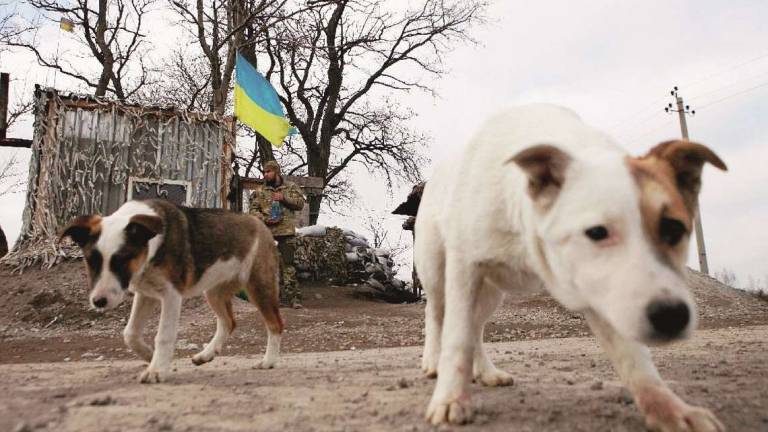 Guerra in Ucraina, Enpa in prima fila per gli animali