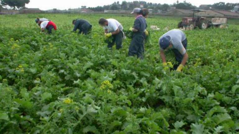 Lavoro a Imola, gli stagionali pagano la crisi climatica