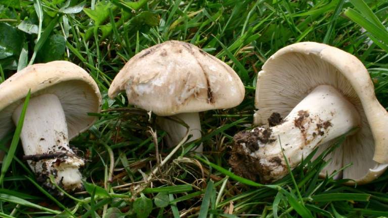 Tesserini per i funghi: la raccolta solo nella propria Unione