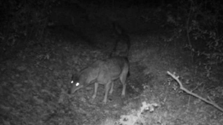 Imola, una famiglia di lupi nella riserva Bosco della Frattona