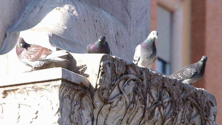Come nascono i piccioni di città? L’uomo li ha addomesticati