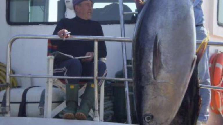 Cesenatico, la Regione chiede che si torni a pescare il tonno rosso