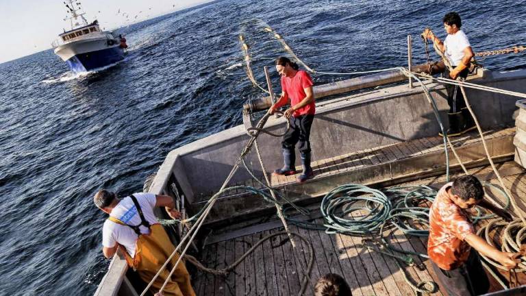 Cesenatico, pesce azzurro: l'esportazione torna a crescere