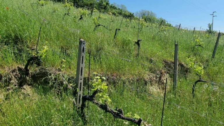 Predappio. Nicolucci: Vigne danneggiate dalle frane
