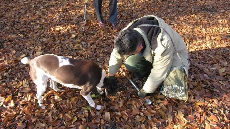 Tartufai in Romagna nel rispetto dell’ambiente