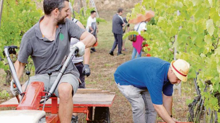 Rimini. Dal rischio di emarginazione alle vigne, ecco il vinoMost