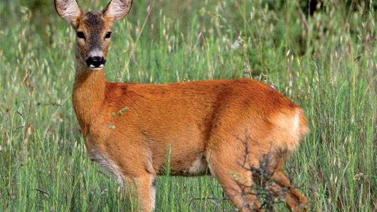 Capriolo nella pista dell'aeroporto di Rimini. Va abbattuto. Sarà salvato