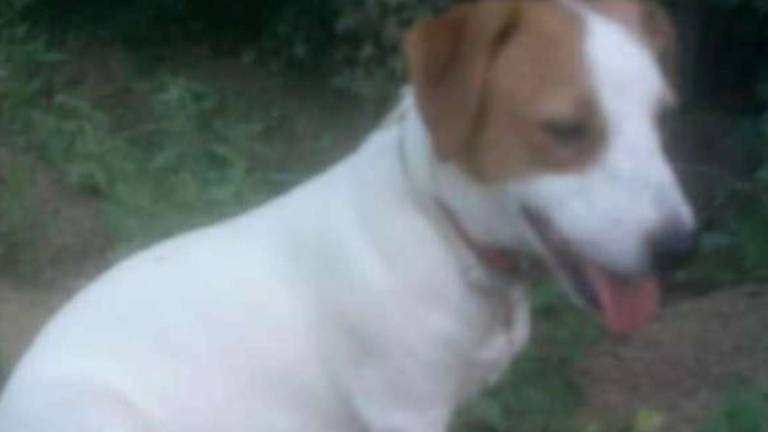 Santarcangelo, cagnolina sbranata dai lupi nel giardino di casa a Sant'Ermete