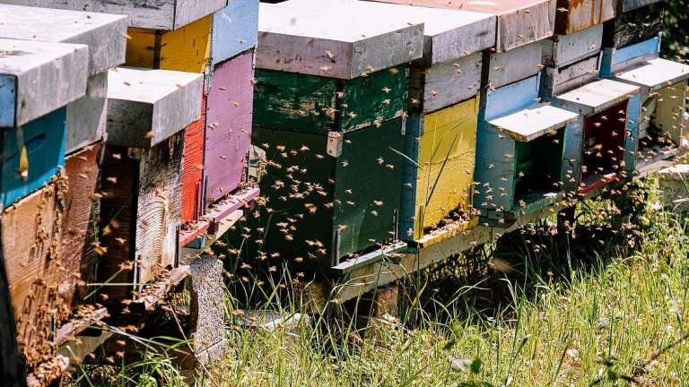 Miele, col cambiamento climatico crolla la produzione